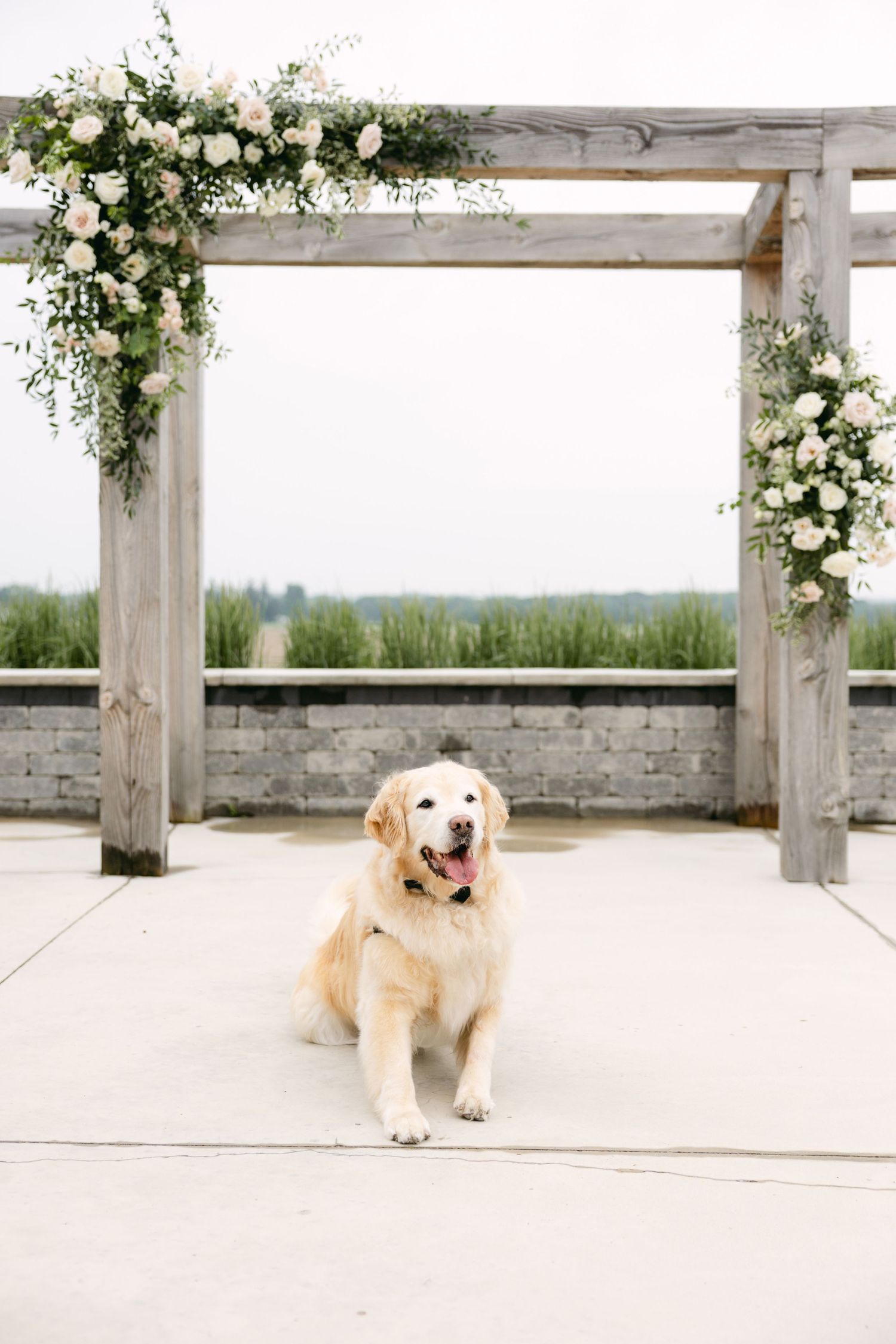 Golden retriever sits on a white stone patio under a wooden pergola decorated with white floral arrangements.