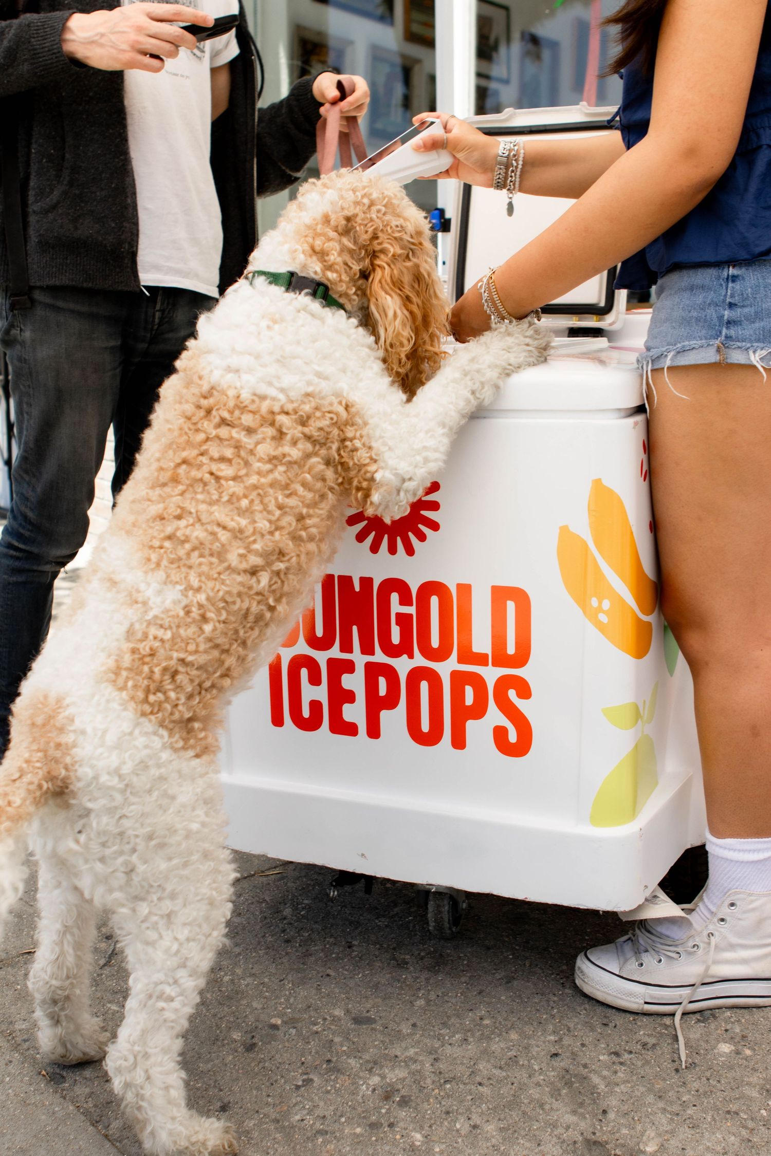 Fluffy white dog interacting with an ice pop cart on the street.