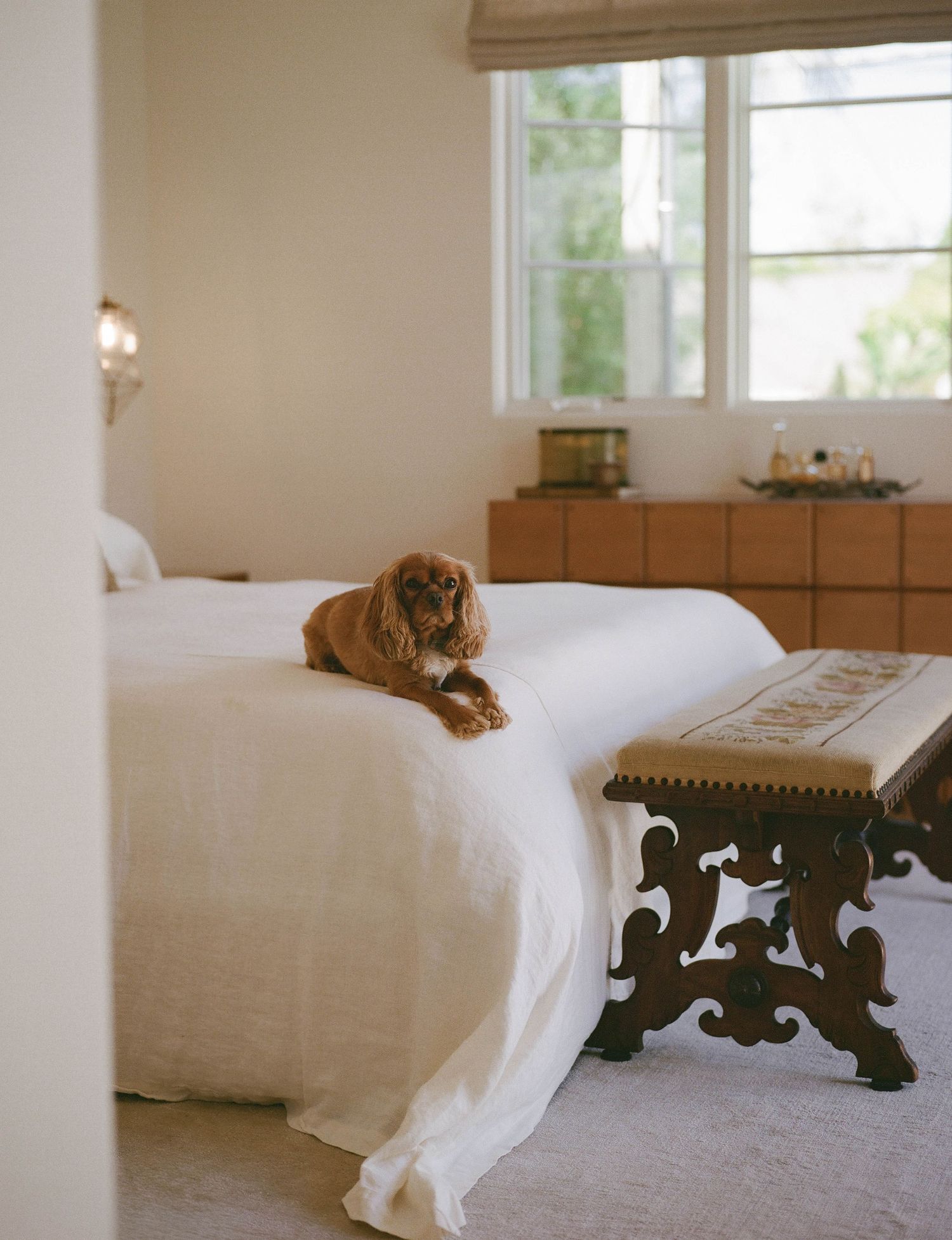 A golden Cocker Spaniel rests on a white linen bed in an elegant, warmly lit bedroom with ornate bench and wood dresser.