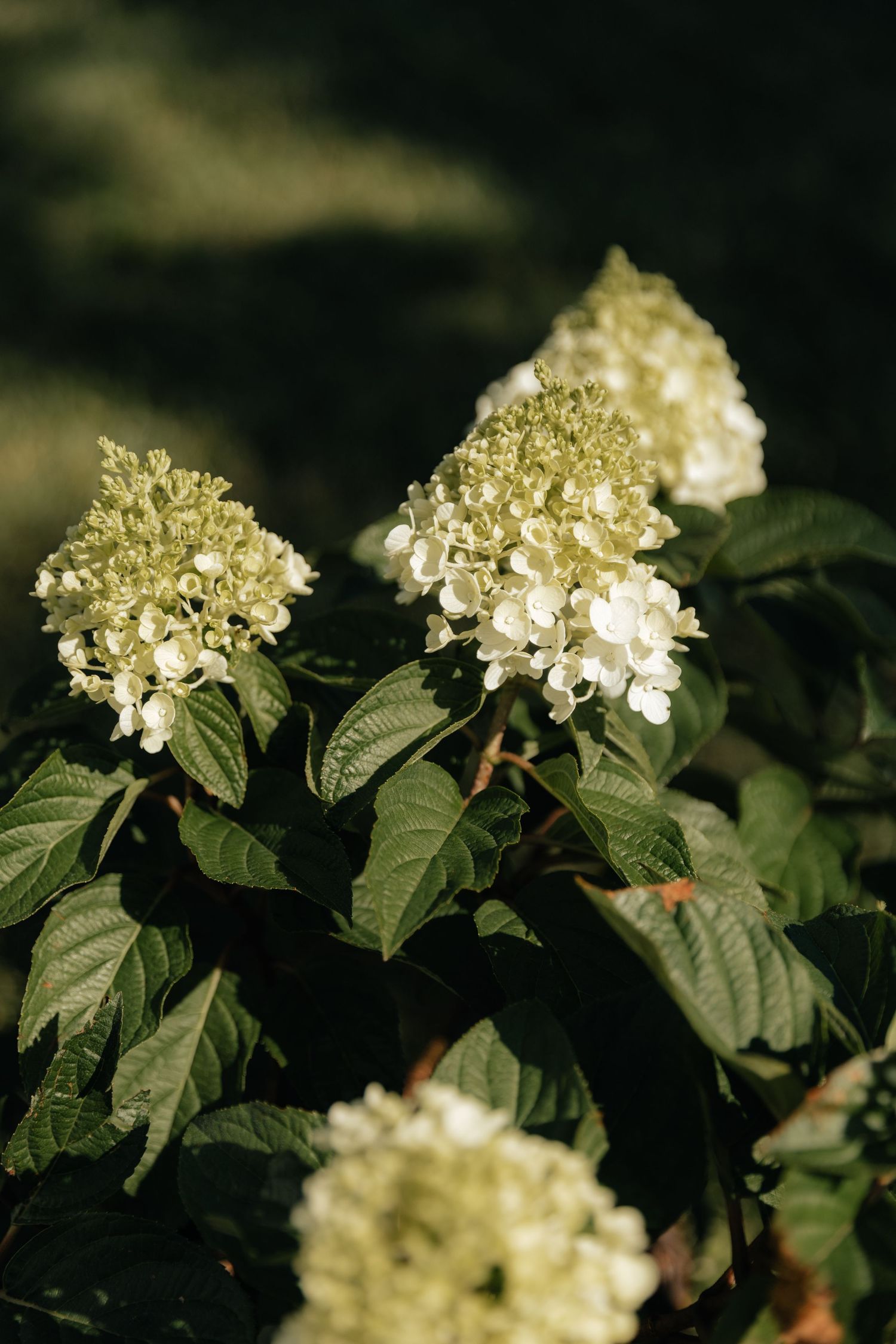 White hydrangea flowers bloom against dark green leaves in a garden setting.
