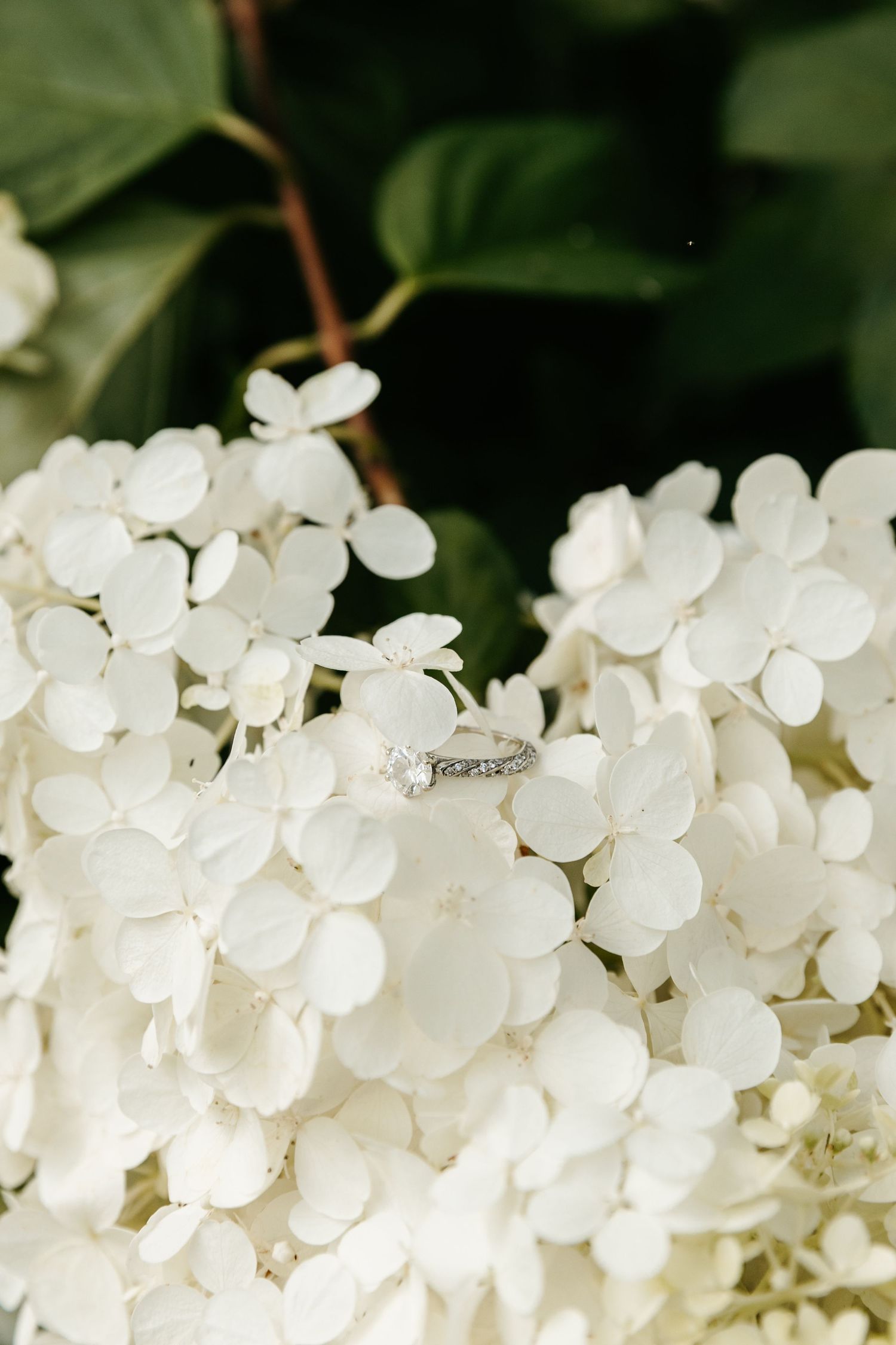Close-up of a ring sitting on delicate white hydrangea flowers with petals in full bloom against dark green background.