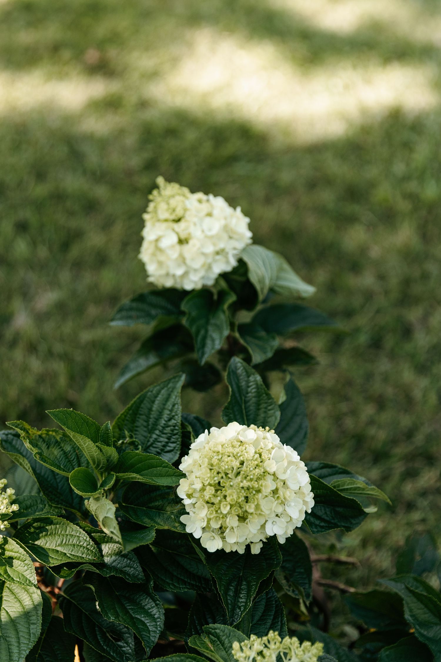 White hydrangea blooms with large green leaves growing on grassy lawn.