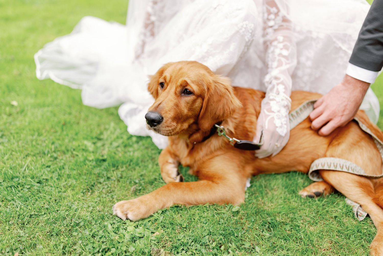 A golden retriever dog rests on green grass next to a flowing white wedding dress and formal shoes.
