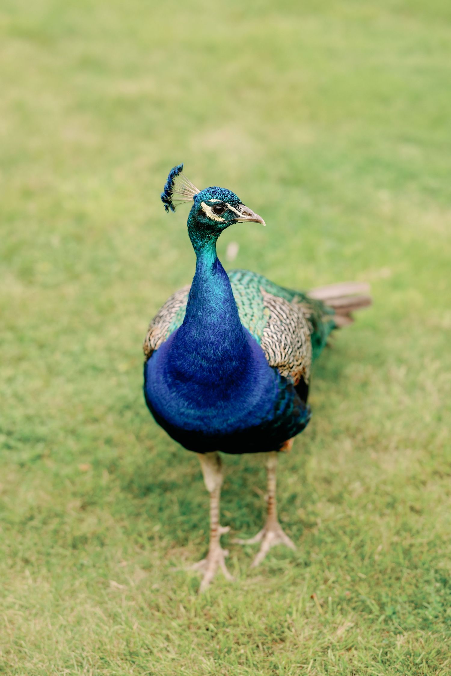 Sequence of shots showing a blue peacock walking on grass.