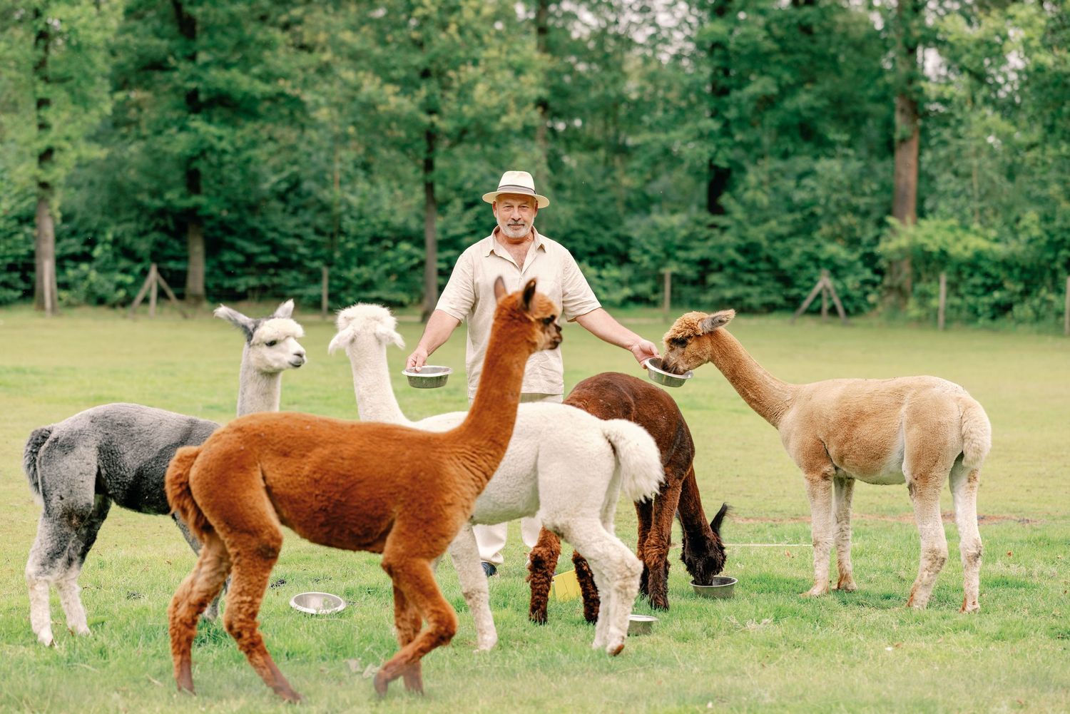 Herd of alpacas in various colors grazing in a green pasture.