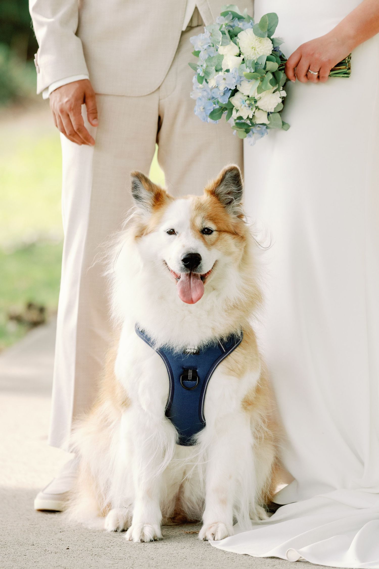 Happy fluffy dog wearing a blue harness poses between wedding attire and bouquet during outdoor ceremony.