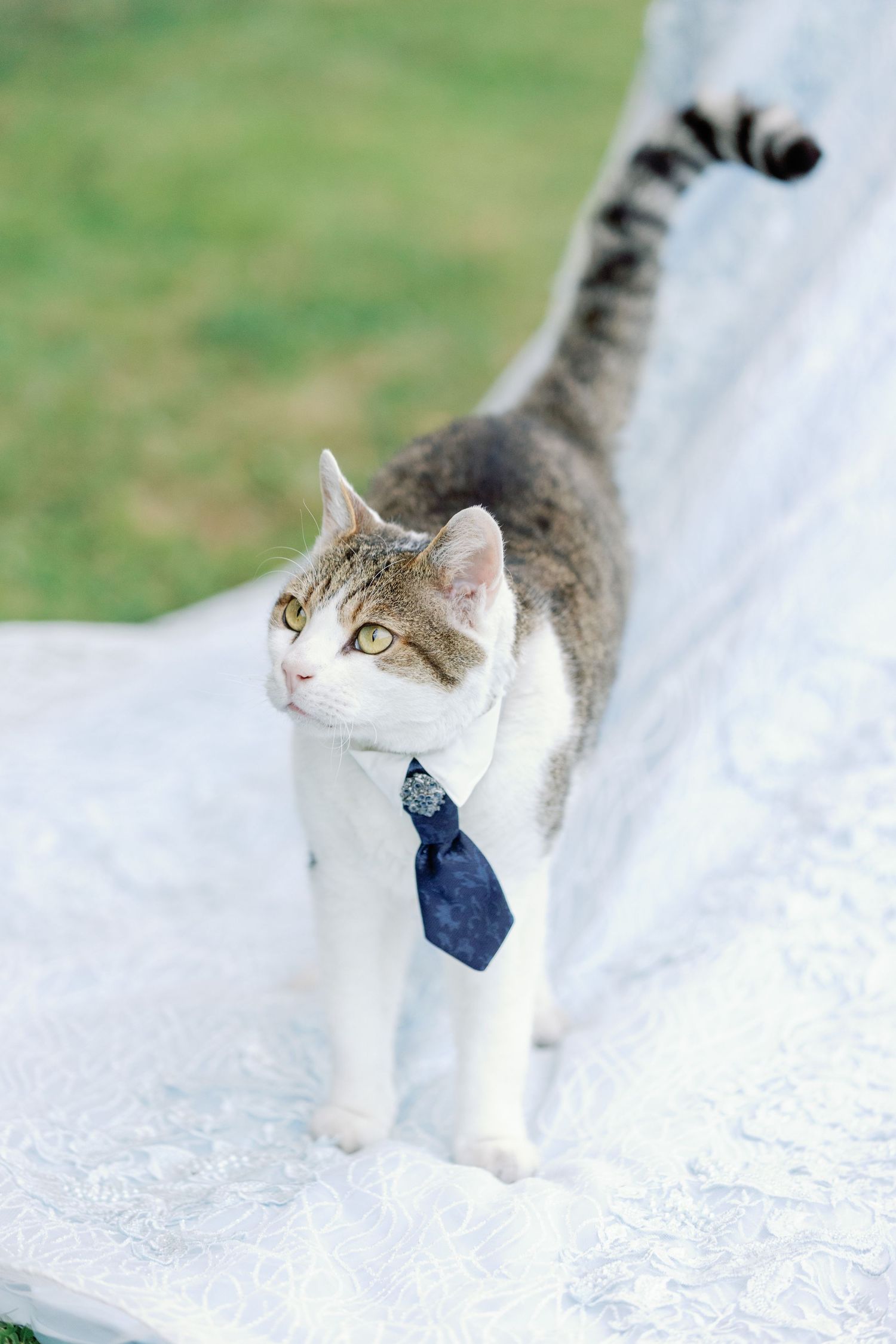 White and grey cat wearing a blue bowtie poses on white fabric.