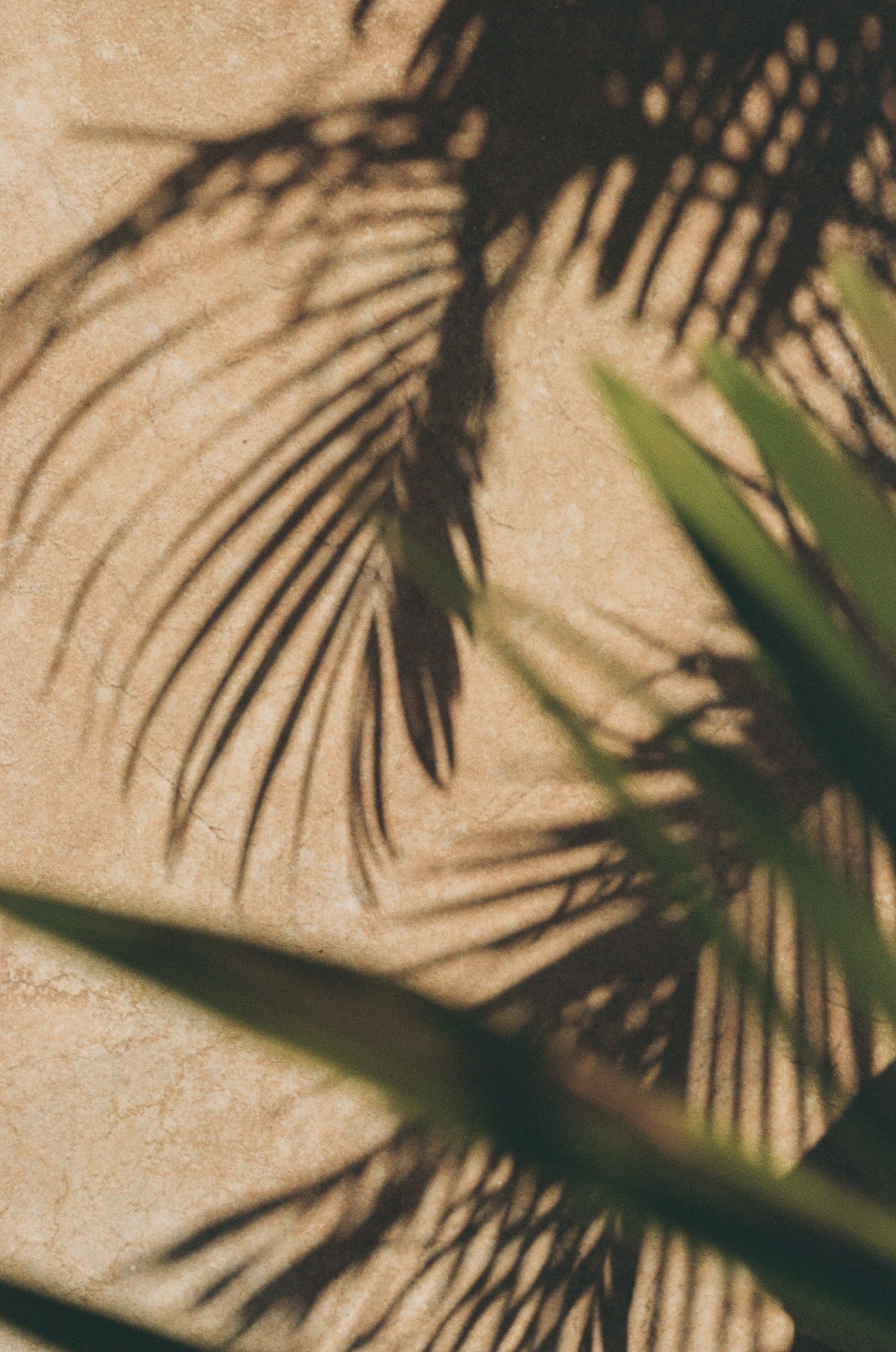 Palm tree shadows cast dramatic silhouettes on a beige textured wall creating a tropical pattern in natural light.