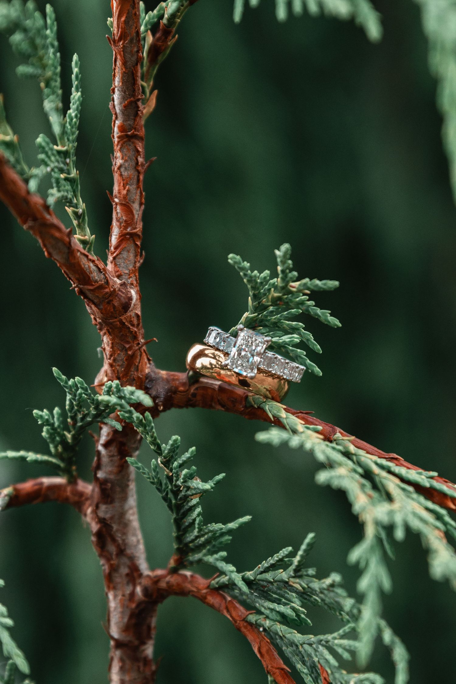 Gold diamond engagement ring resting on evergreen cedar tree branch with lush green foliage background.