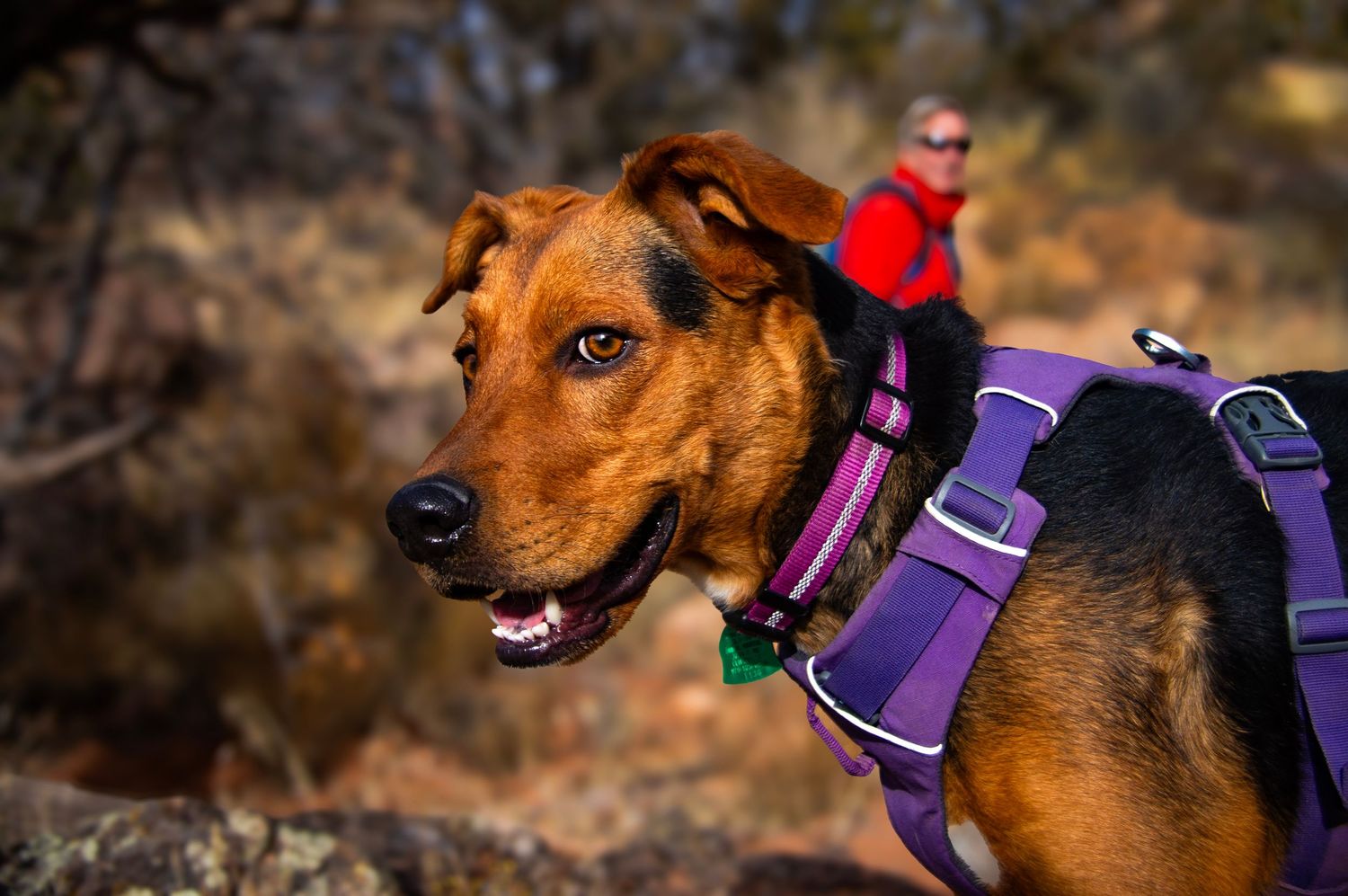 A brown dog with a purple collar and a man wearing a red jacket in the background for the website WhiteFlamingoPhotos.com