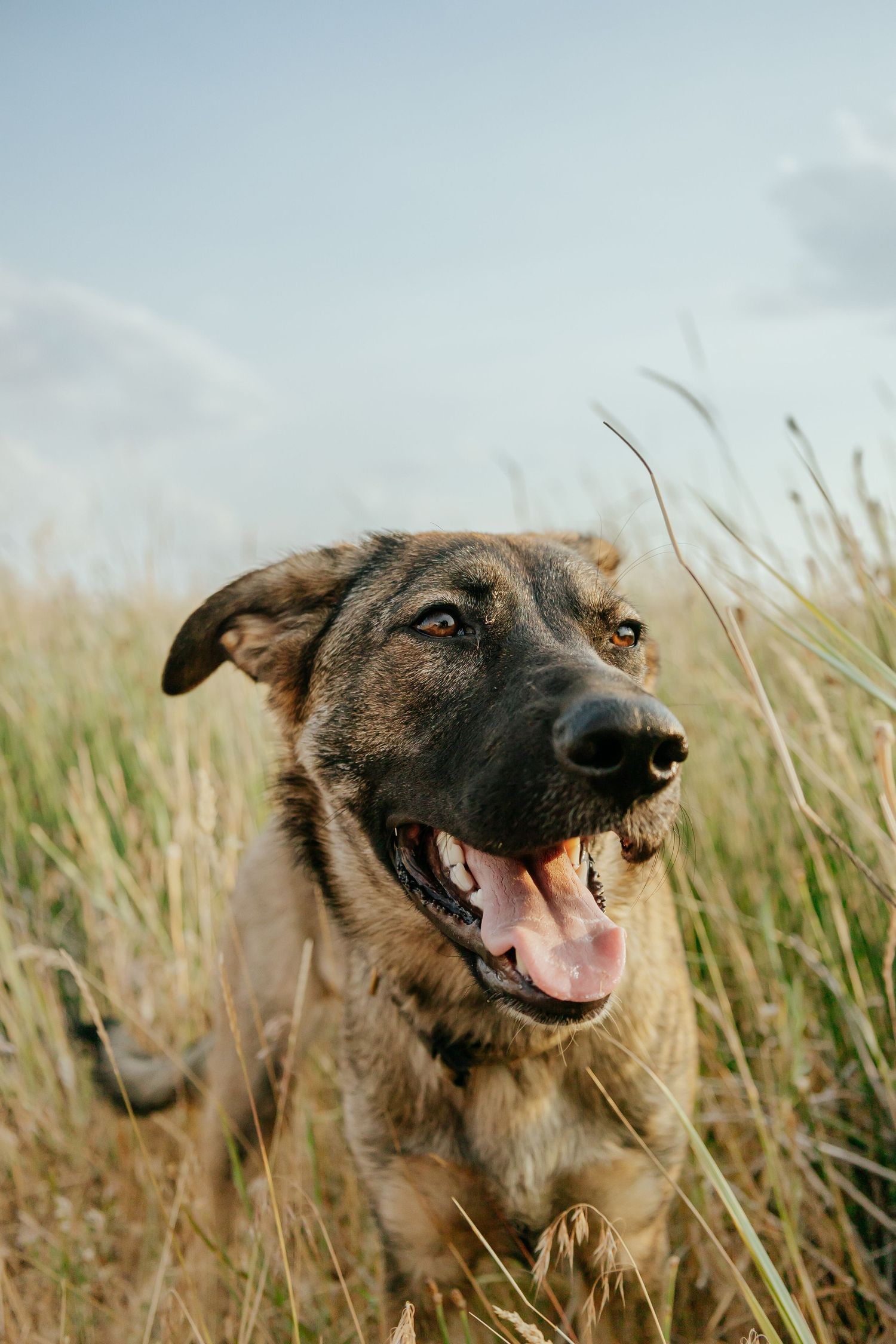 Happy brown dog with open mouth smiling in tall grass field.