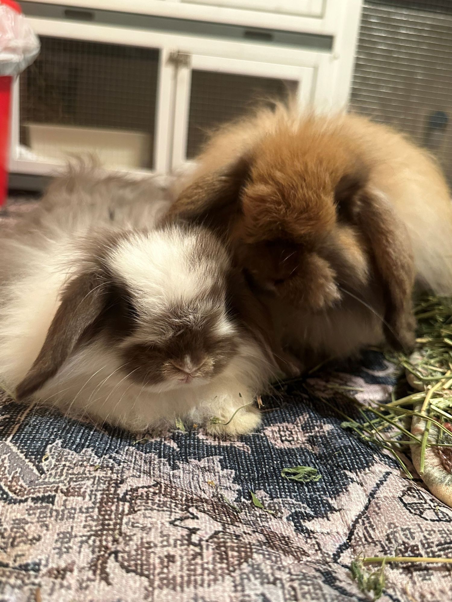 Two fluffy cats lounging together on a patterned blanket.
