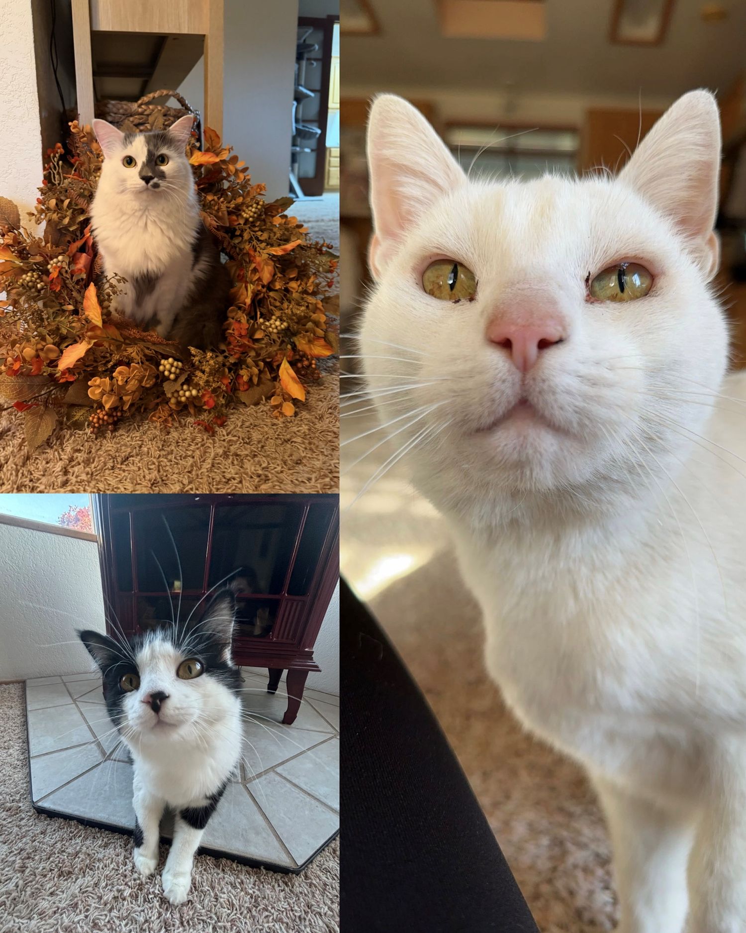 Close-up portraits of a white and black cat from different angles.