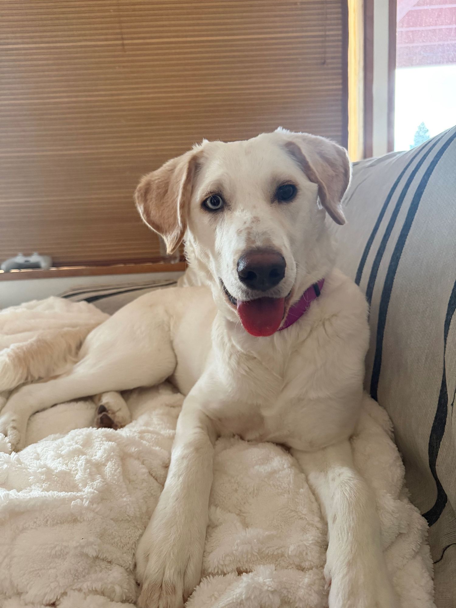 A happy yellow Labrador retriever lounges comfortably on white bedding while smiling at the camera.