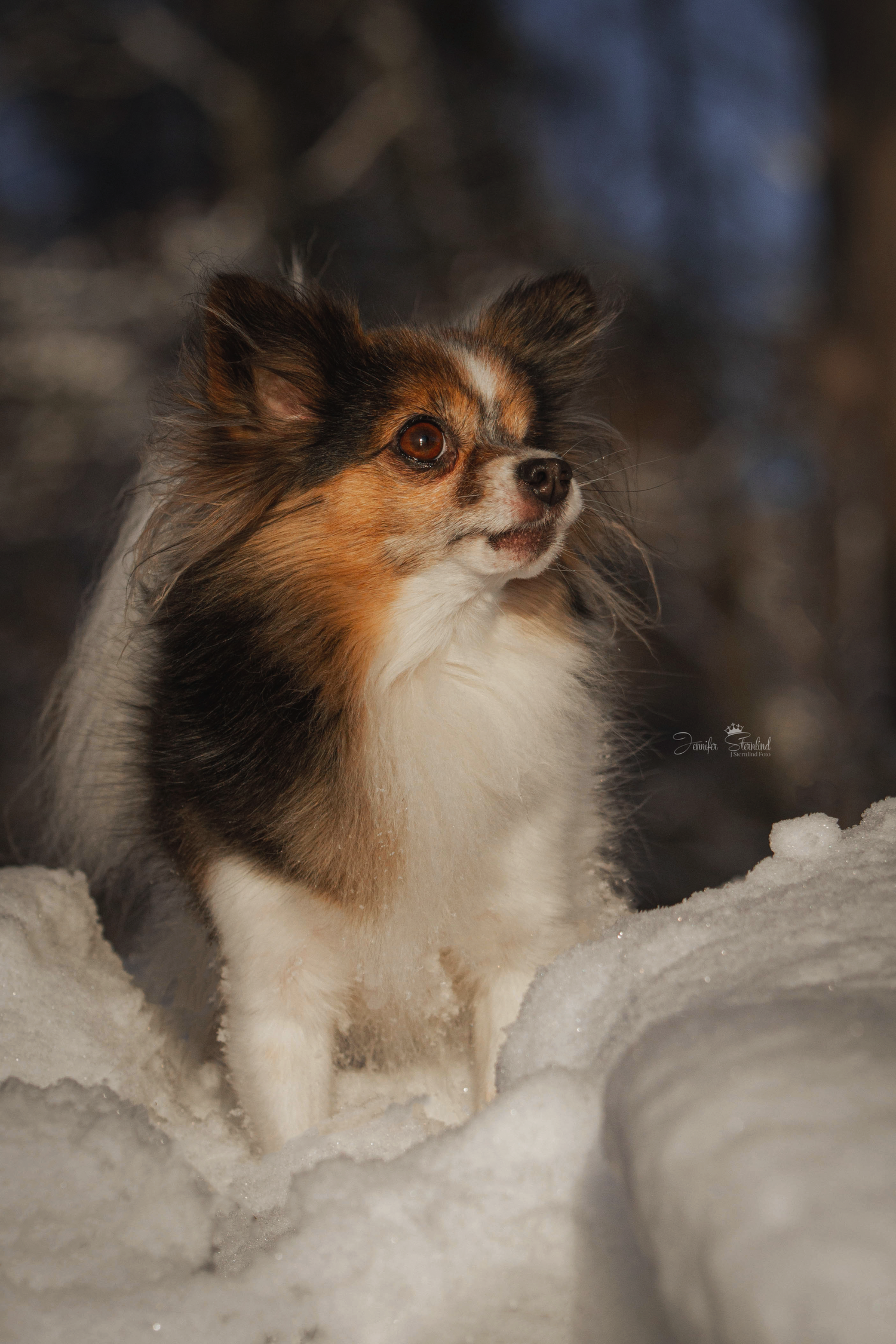 Hund fotograf i Stockholm, Sternlind Photo, Jennifer Sternlind, Fotograf i stockholm. Hund fotograf, hundfotografering,