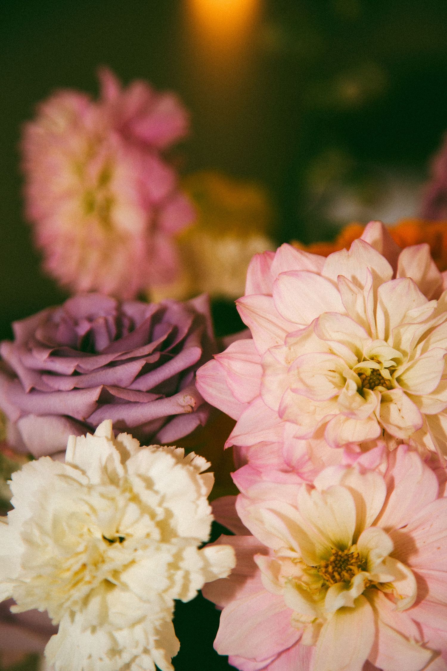 Delicate pink and white garden roses photographed in soft focus with dark background.