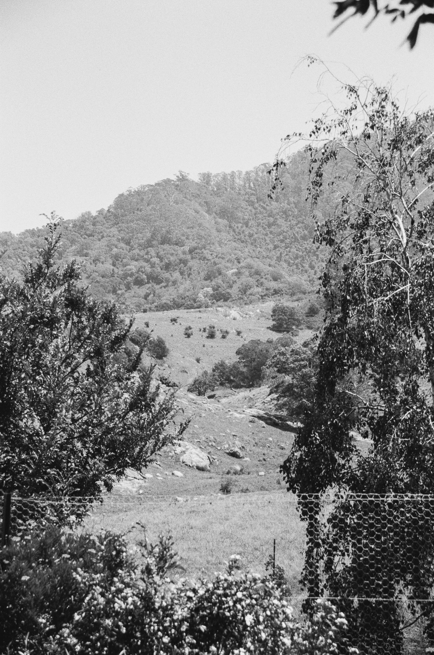 Black and white landscape of rolling hills with scattered trees and natural terrain.