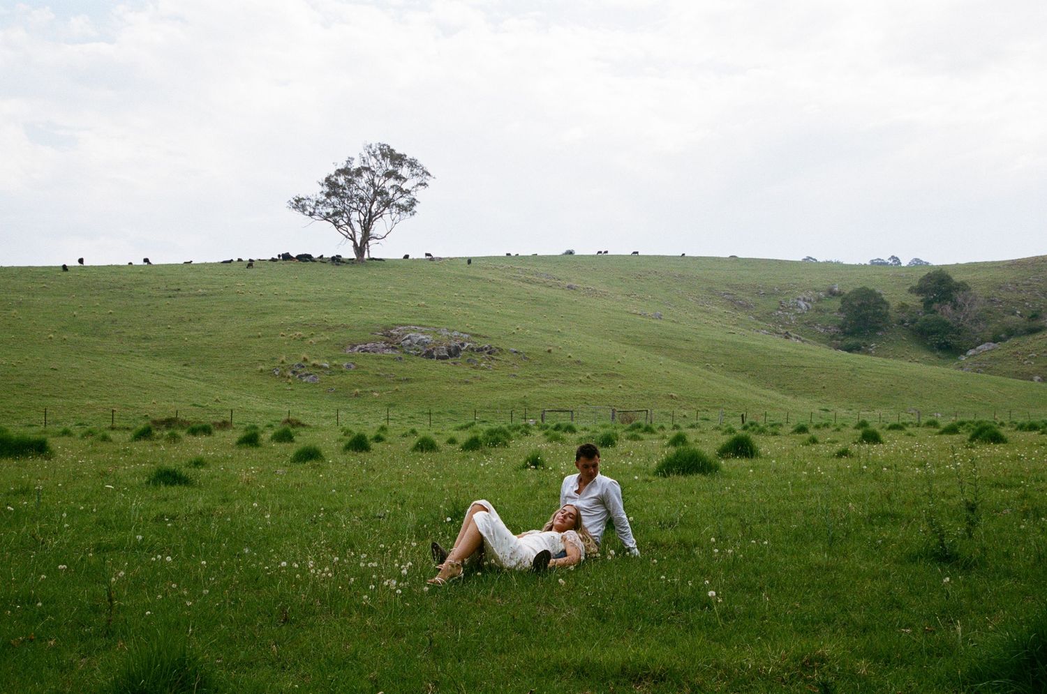 Rolling green hills with a lone tree create a romantic landscape setting.