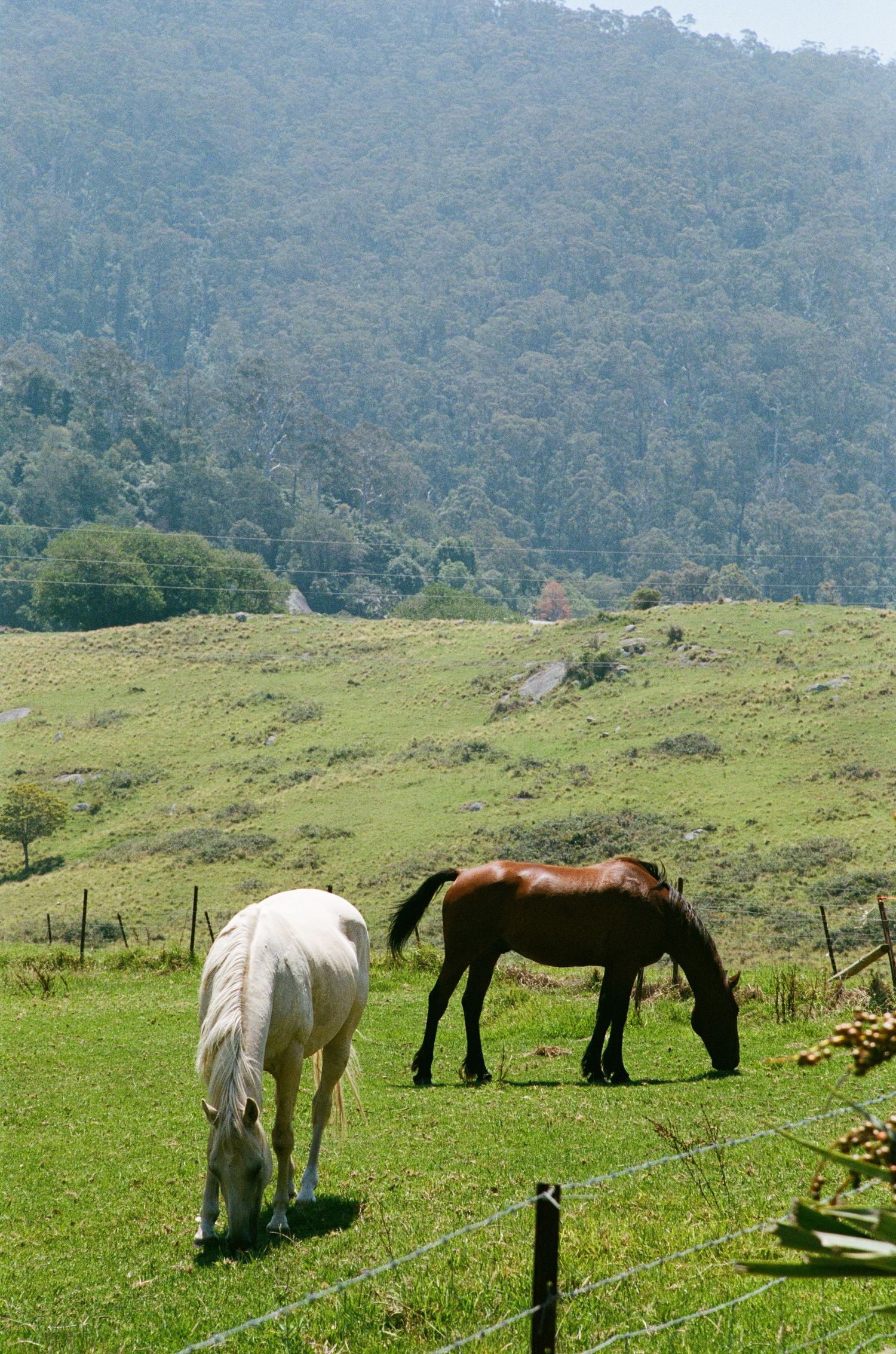 Three horses graze peacefully in a mountainside pasture on a sunny day.