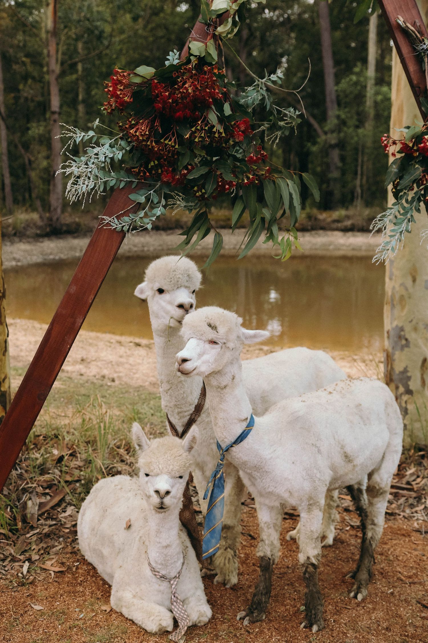 Three adorable white pet lambs rest under a rustic wooden arch decorated with festive holiday greenery and berries.