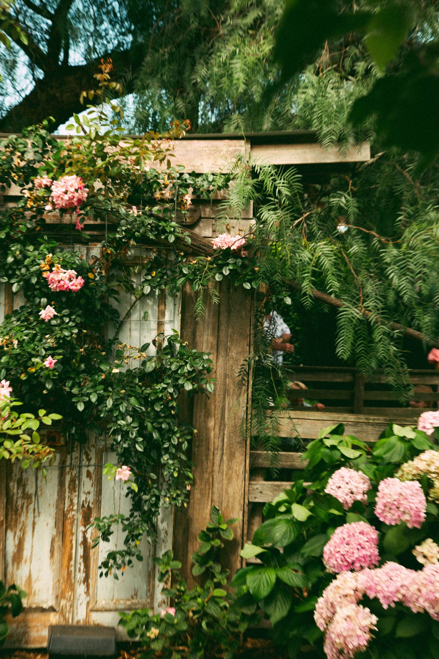 Rustic garden fence adorned with climbing roses and pink hydrangeas in dappled sunlight.