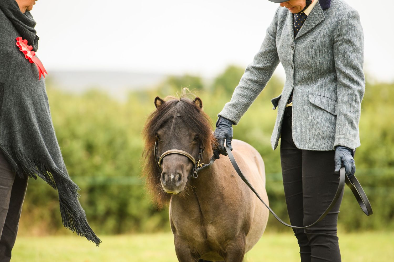 Two women leading a small brown Shetland pony on a leash in a green field outdoors.