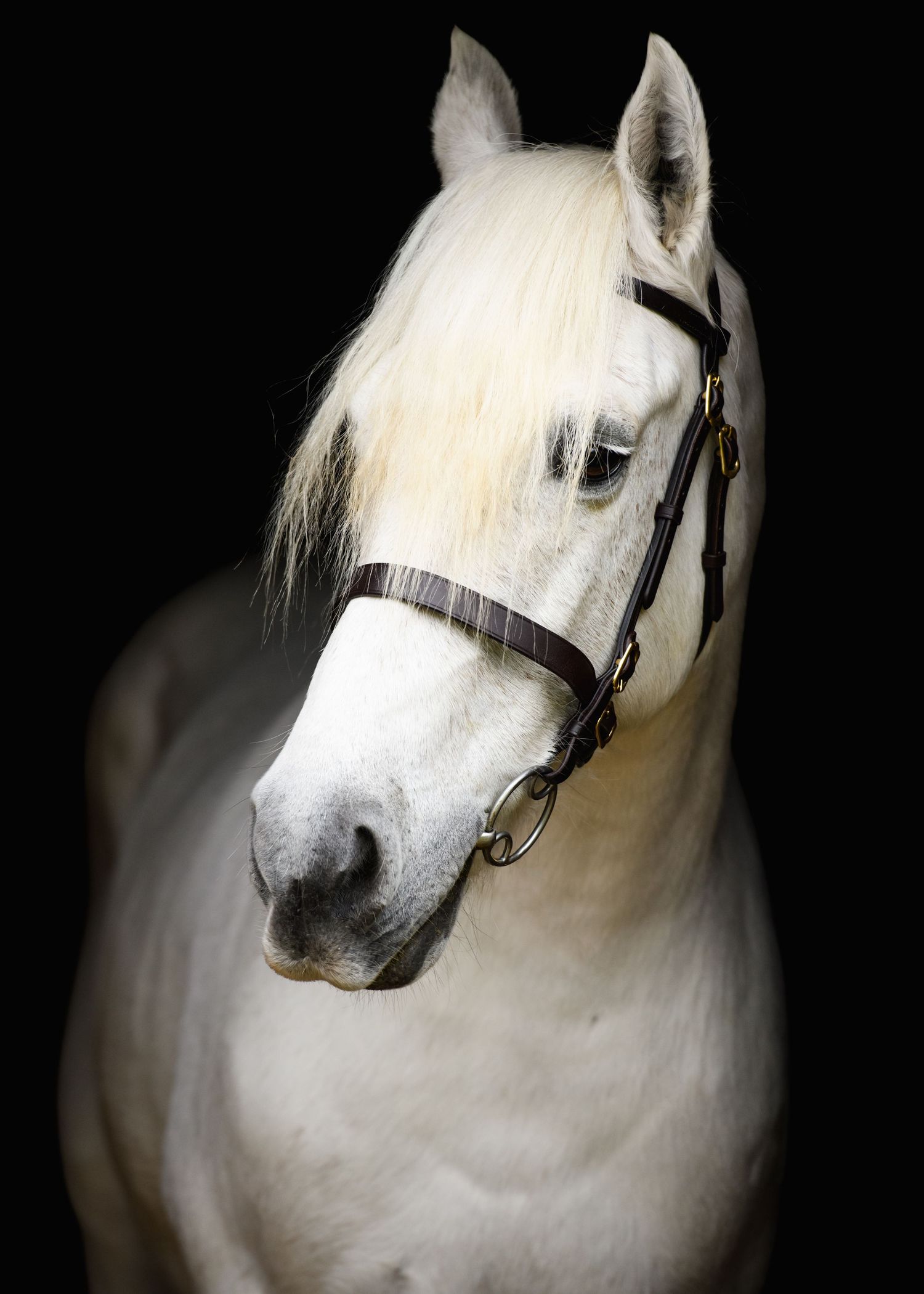 White horse with blonde mane wearing a dark bridle, portrait against black background.