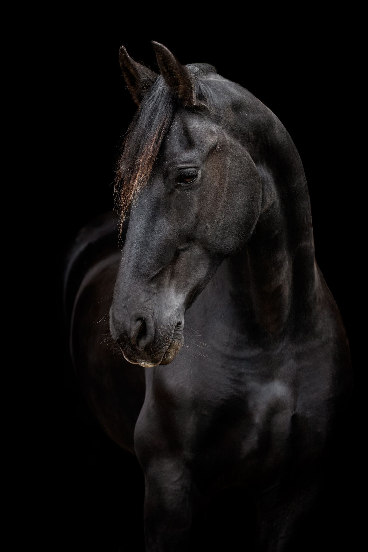 A majestic black horse portrait against a dark background, highlighting its elegant neck and alert ears.