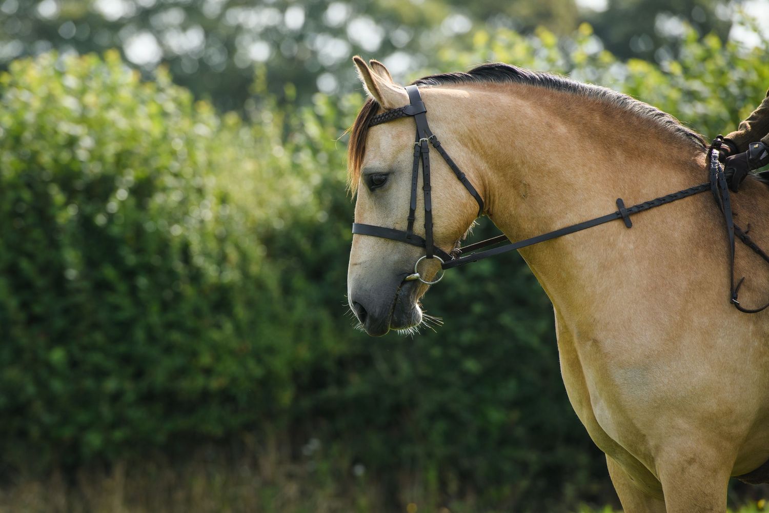 A golden palomino horse wearing a bridle stands in profile against a lush green hedge background.