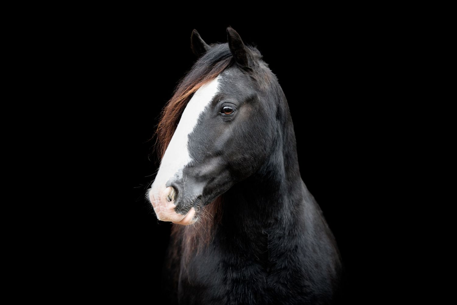 A majestic black horse with a white blaze on its face posed against a dark black background.