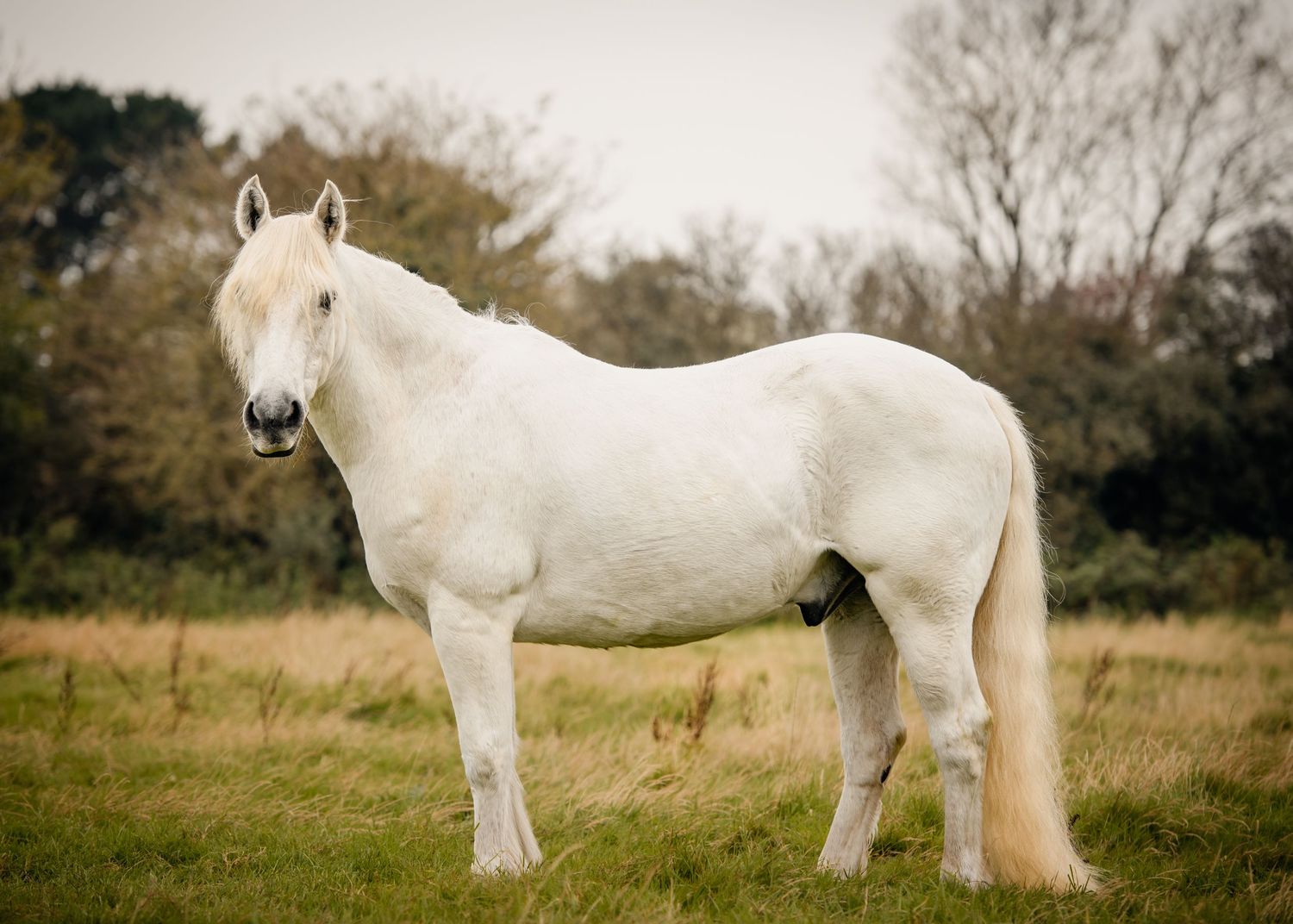 A majestic white horse stands in a lush green field with trees in the background.