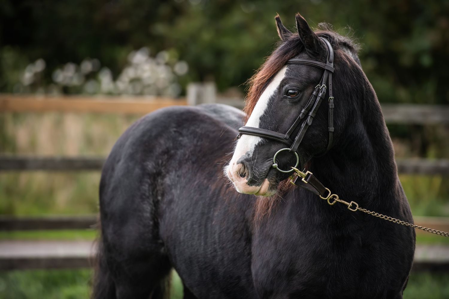 Black pony wearing a bridle standing in an outdoor paddock.