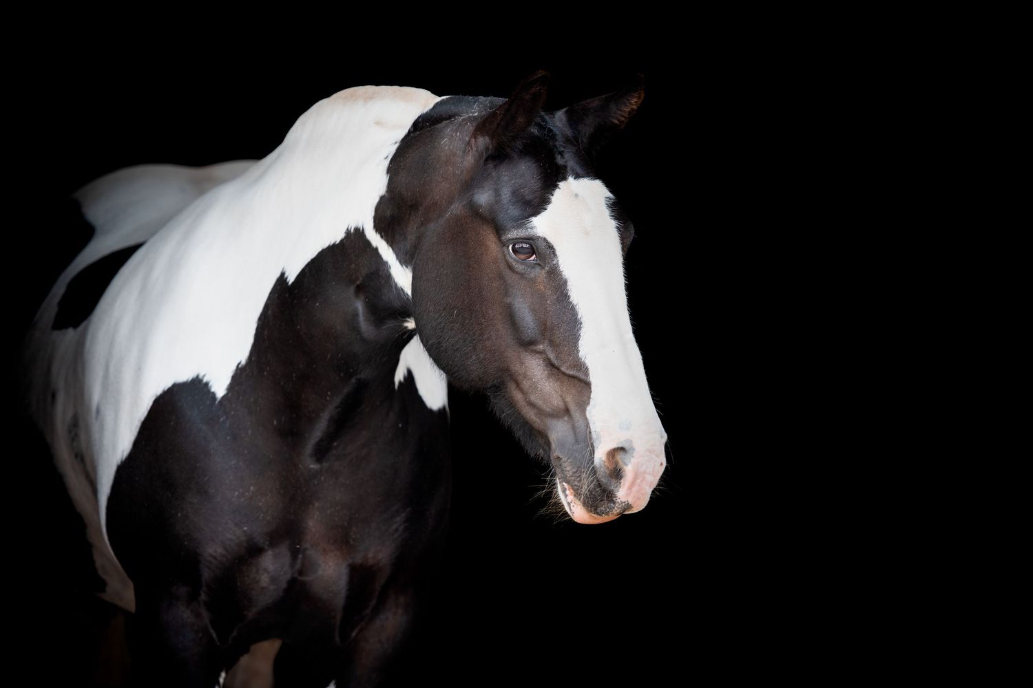 Black and white pinto horse portrait against dark background, showing distinctive coat markings and facial features.