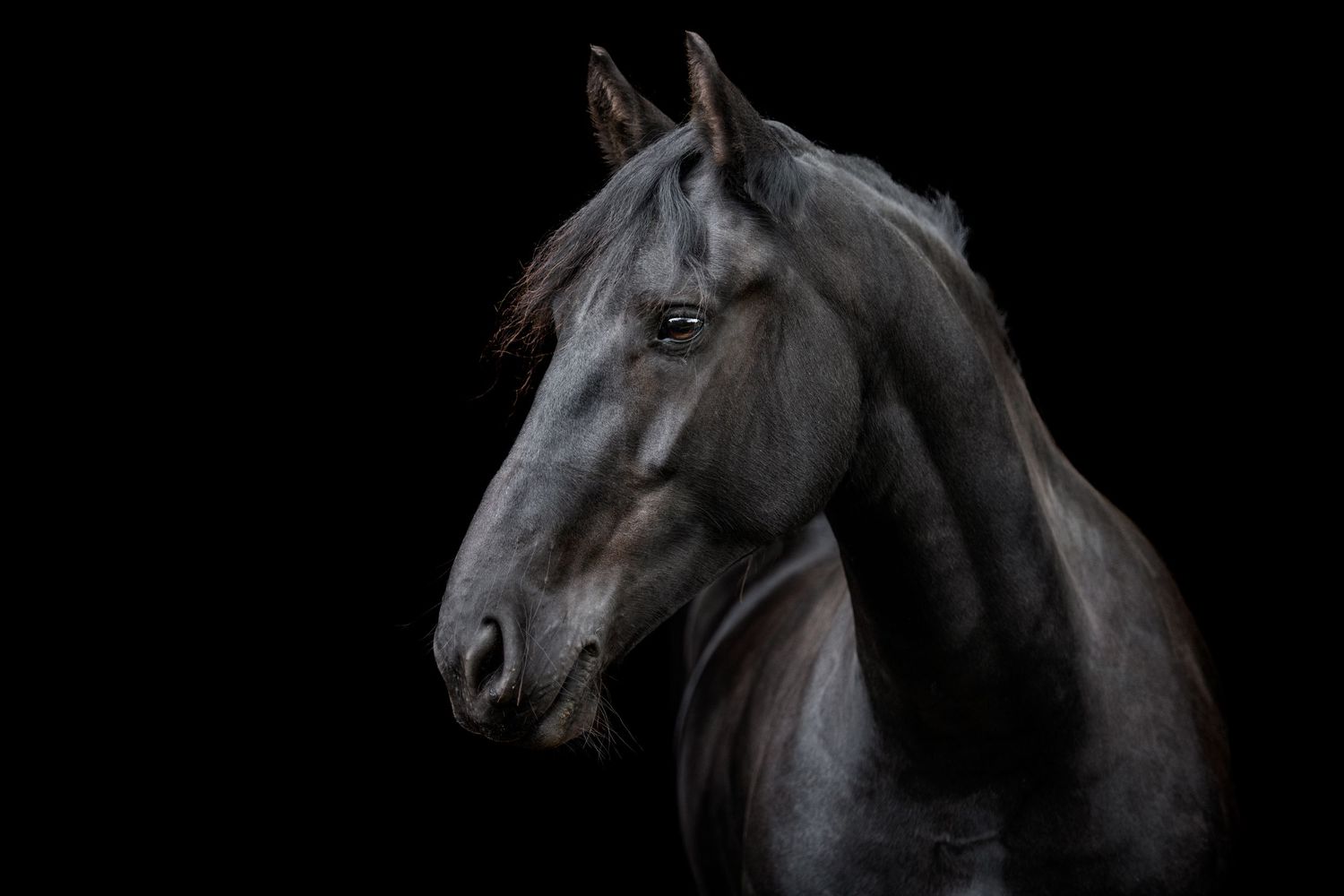Majestic black horse portrait against dark background, showcasing elegant neck and noble profile in dramatic studio lighting.
