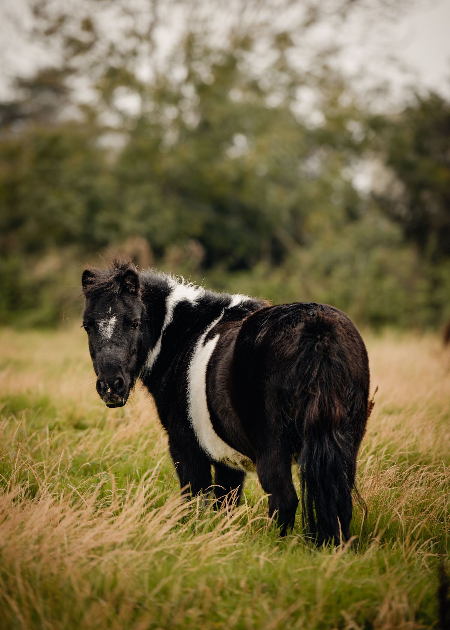 A black and white Shetland pony standing in a grassy field with trees in the background.
