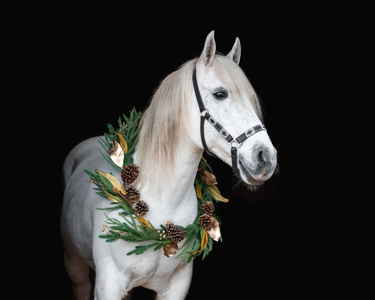 White horse wearing a festive Christmas wreath with pine cones and greenery, posed against a black background.