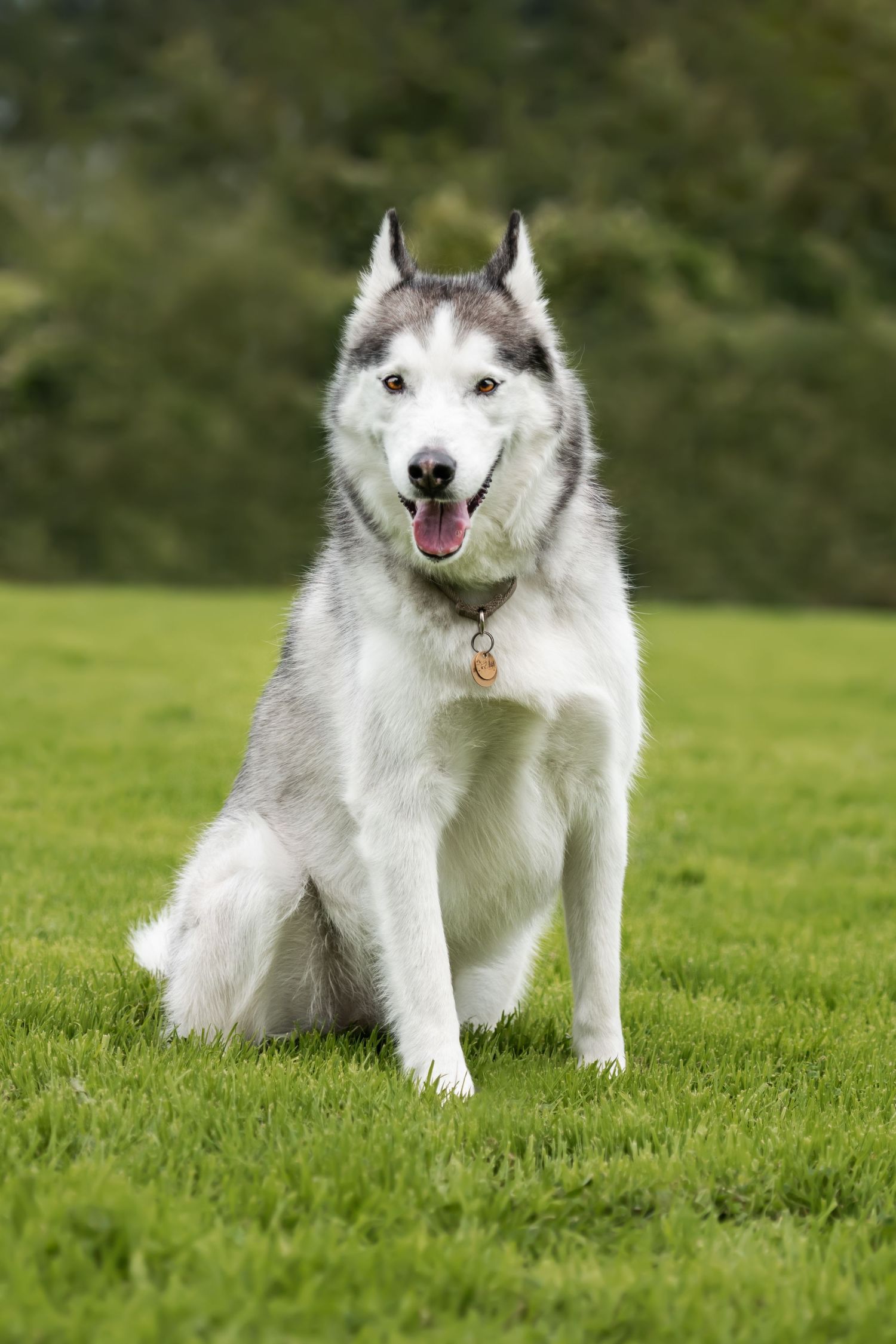Siberian Husky dog sitting on green grass with mouth open and tongue out in a park.