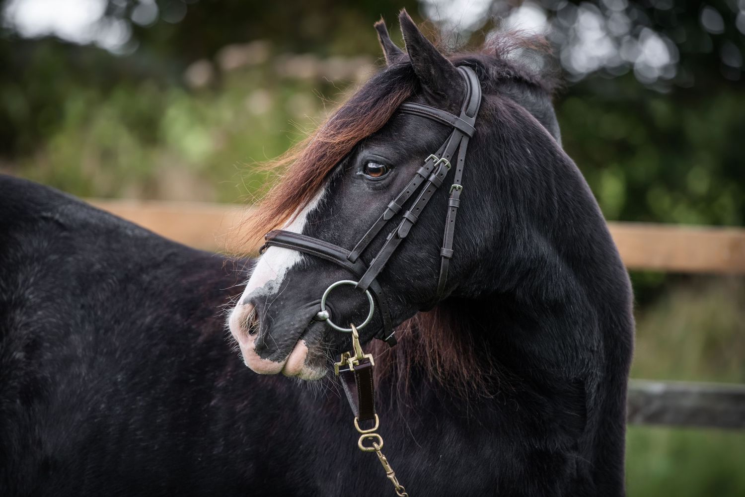 A dark black horse wearing a leather bridle and chain lead rope stands in an outdoor paddock.