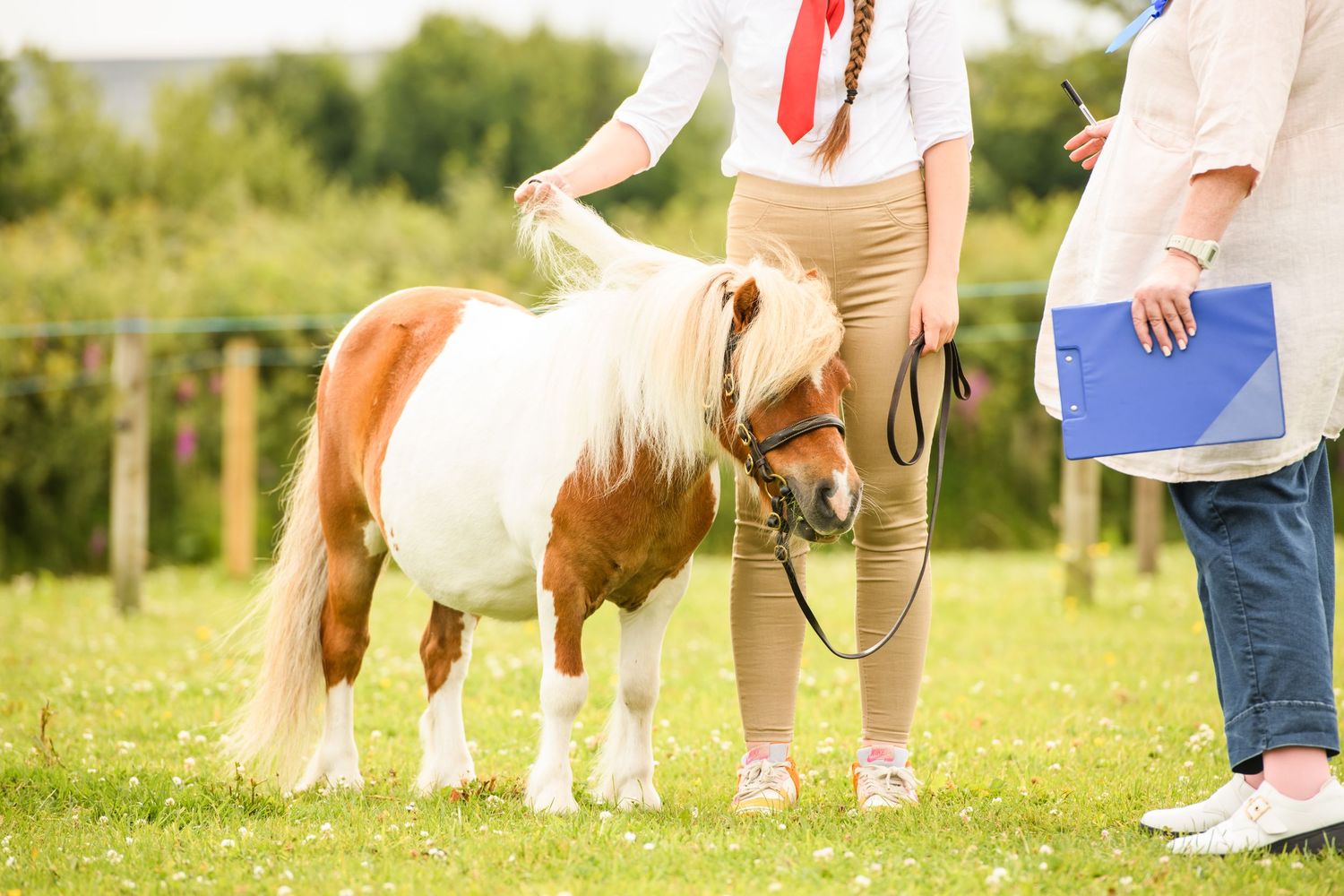 A small Shetland pony being shown at a competition, held by a handler in beige pants on green grass.