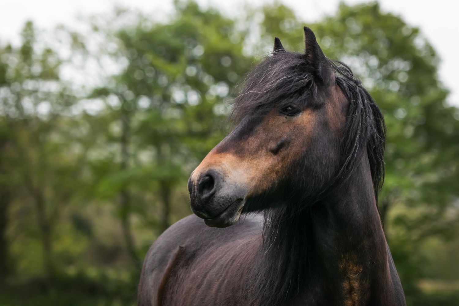 Close-up portrait of a dark bay horse with a flowing mane against a green tree background.