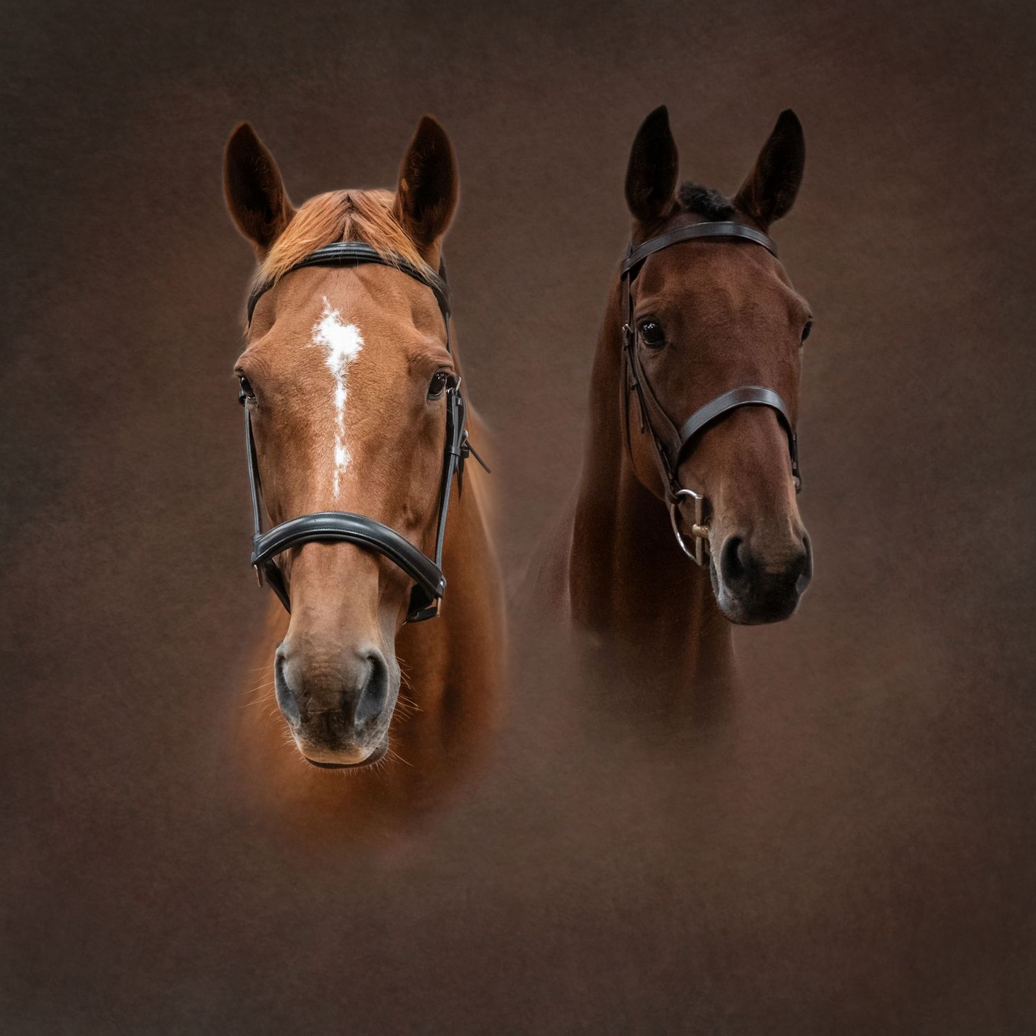 Two brown horses with bridles posing side by side against a dark brown background.