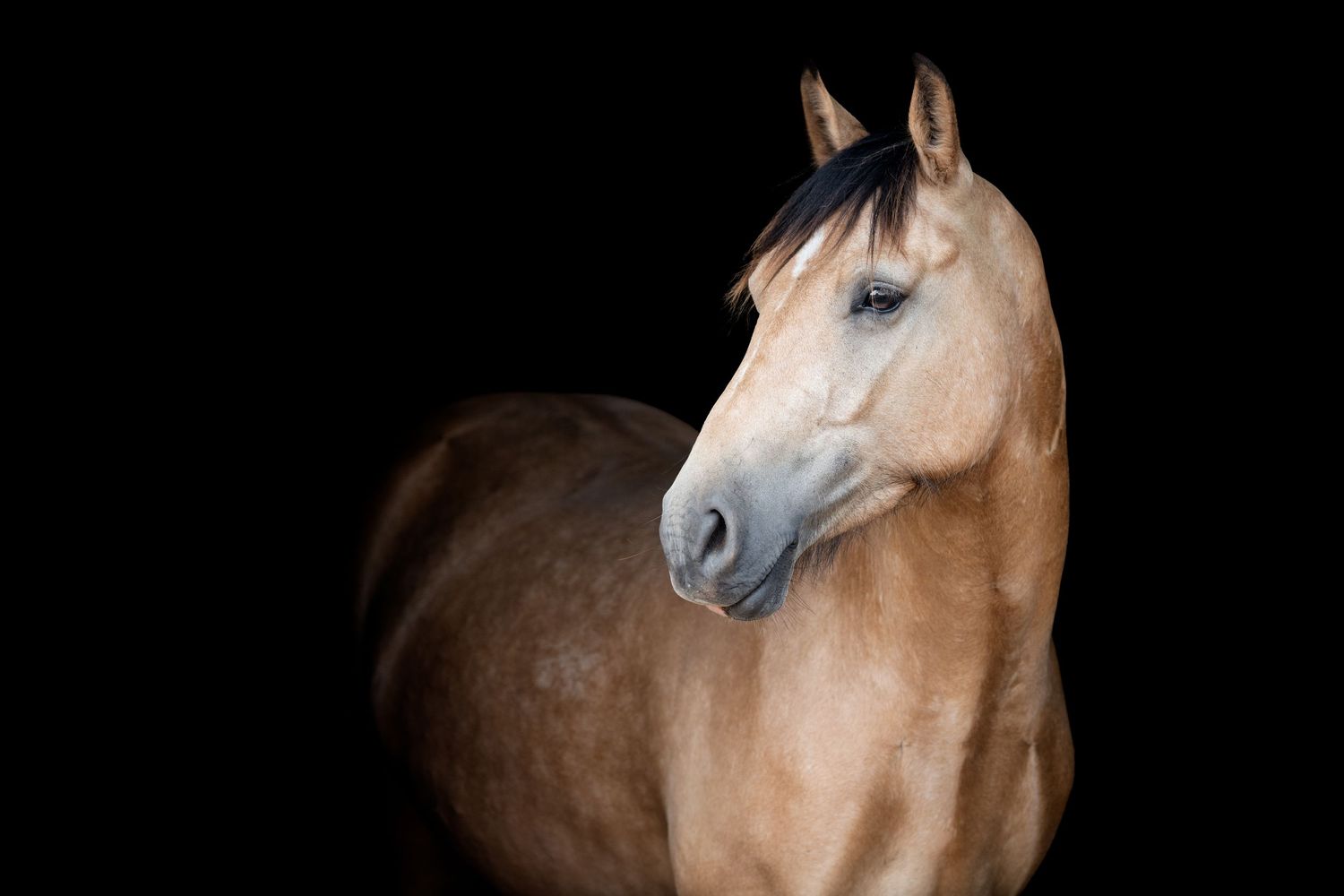 A majestic buckskin horse with a dark mane poses against a black background in a stunning portrait photo.