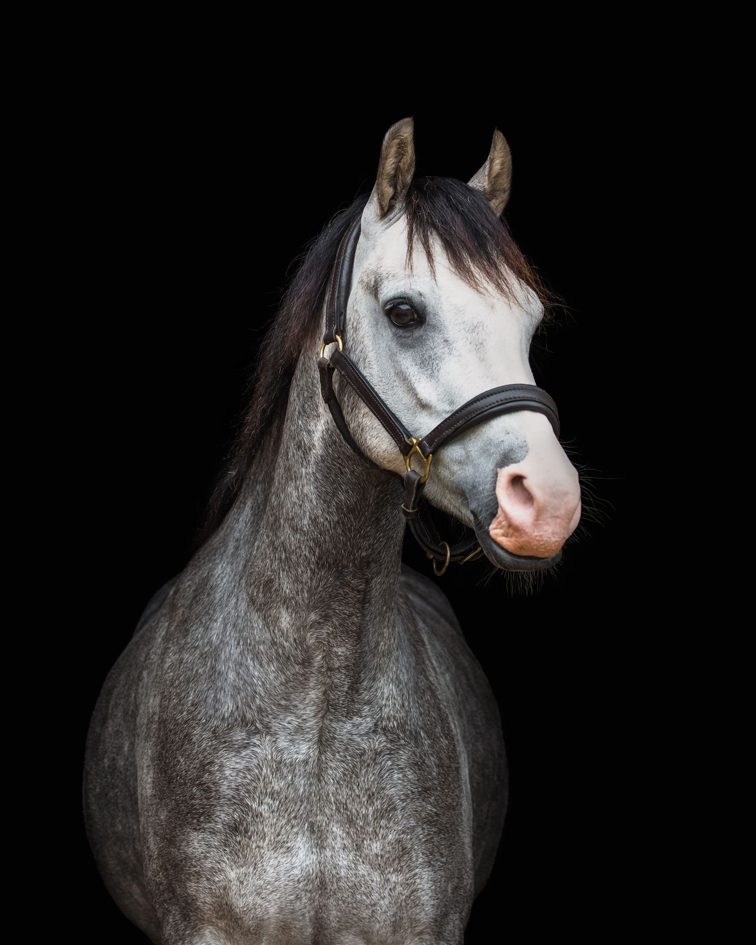 A dapple gray horse wearing a dark leather halter poses gracefully against a black background.