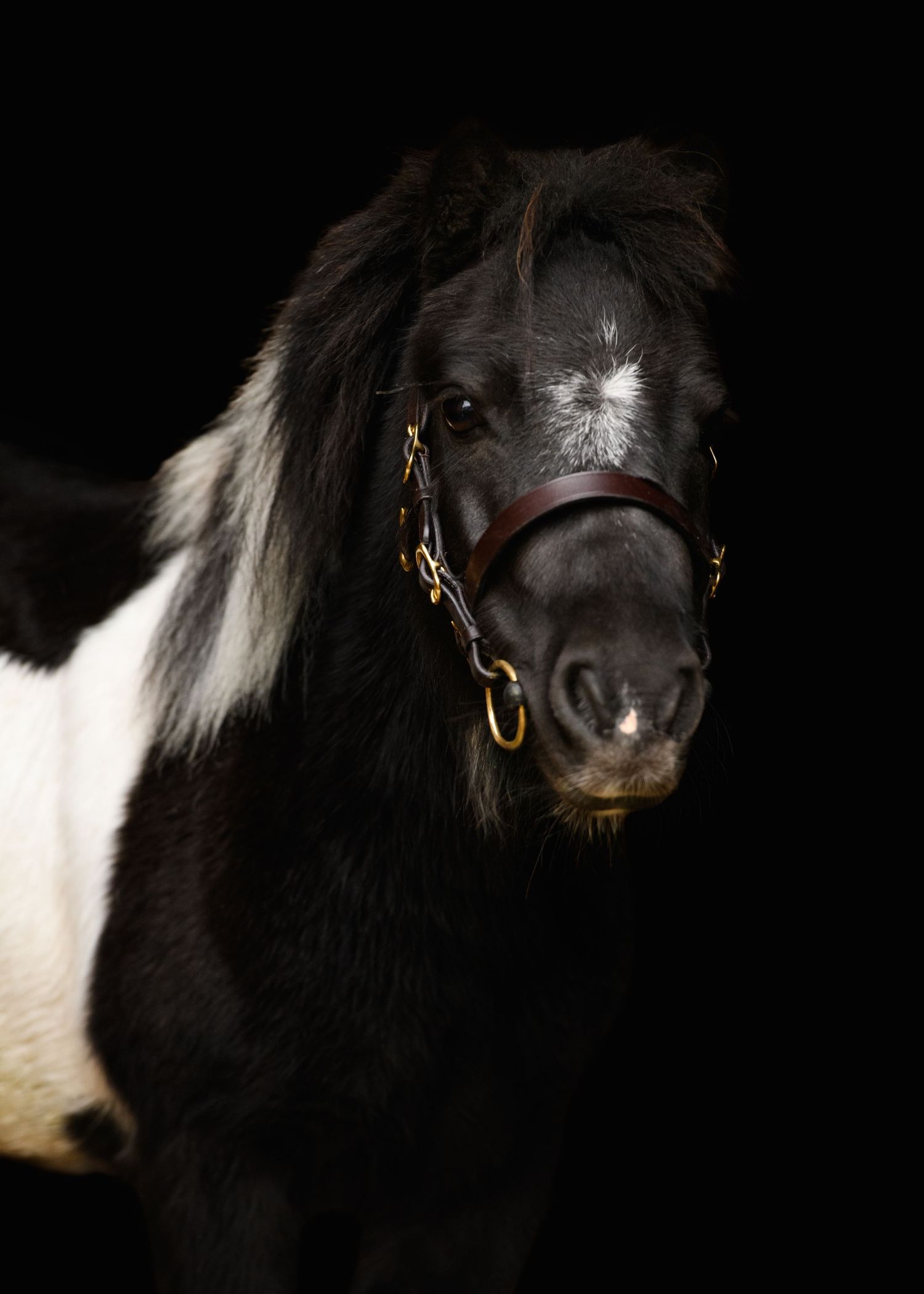 Black and white miniature pony with a star marking wearing a brown leather halter against a dark background.