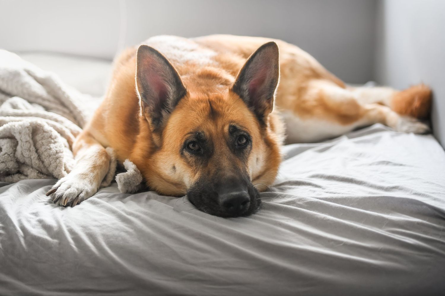 German Shepherd dog resting on a bed with grey blankets looking at camera.