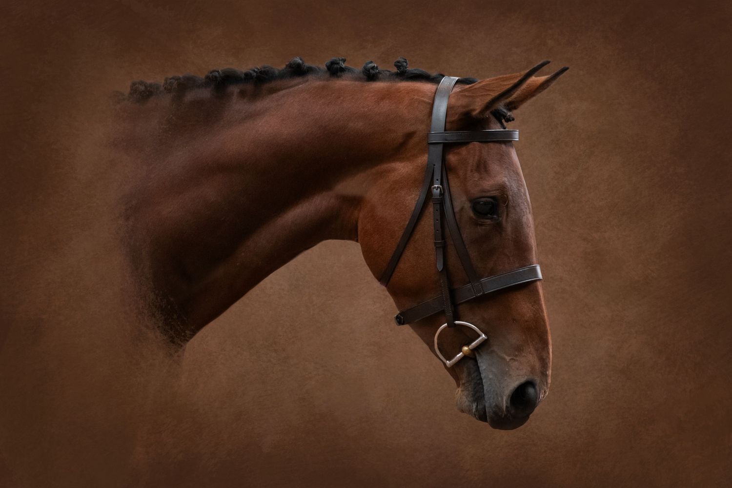 A majestic bay horse wearing a black bridle poses elegantly against a warm brown studio background.
