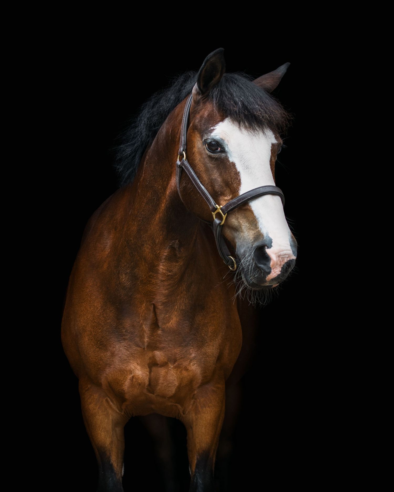 A majestic bay horse with a white blaze wearing a black bridle, photographed against a dark black background.