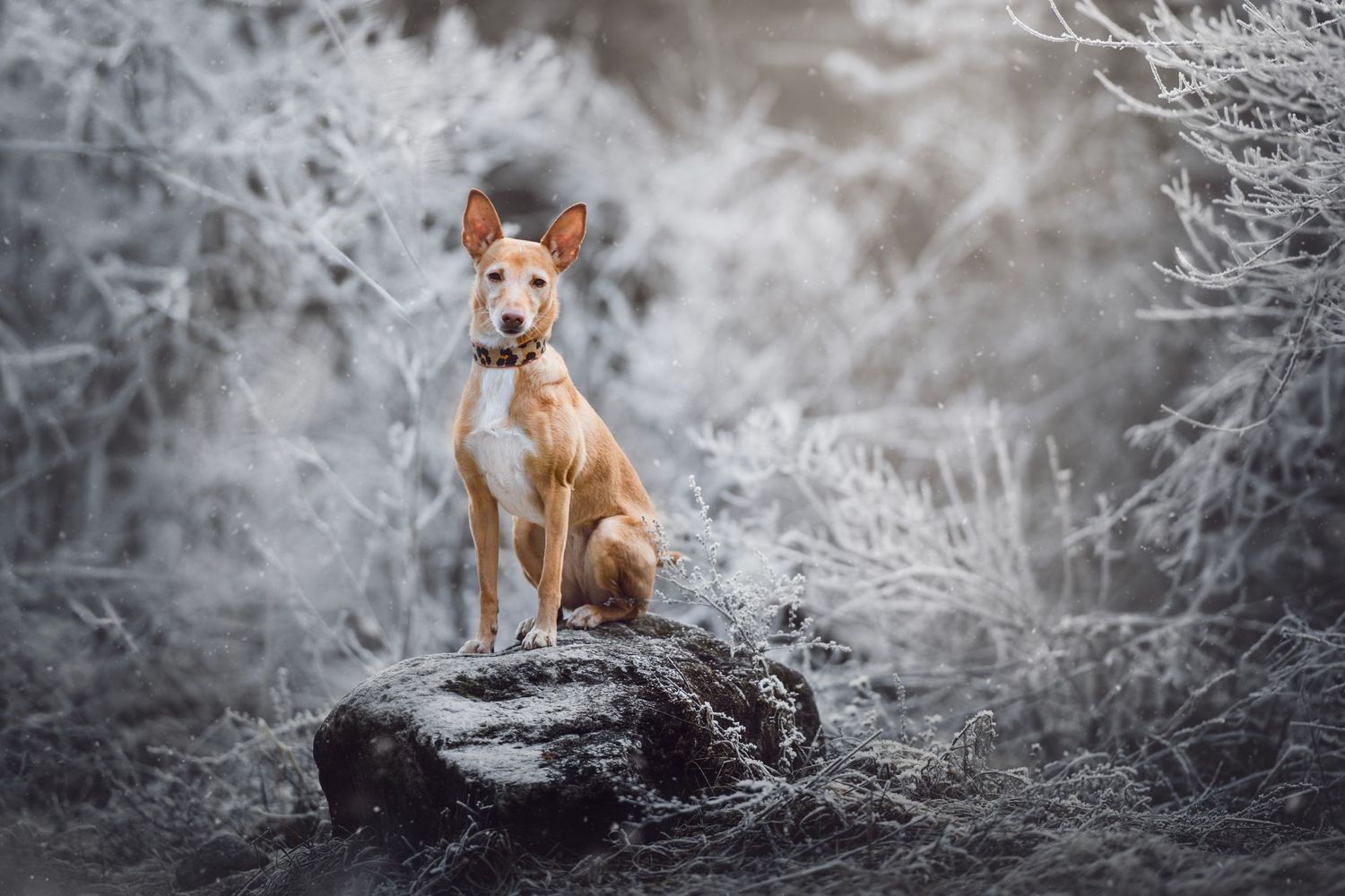 une podenco