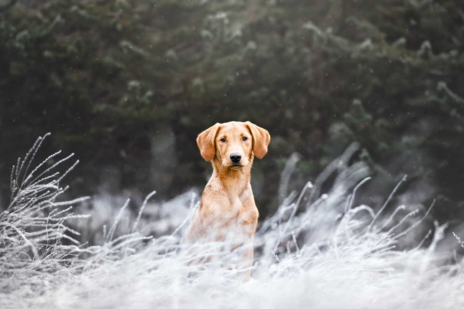 un chiot labrador de travail