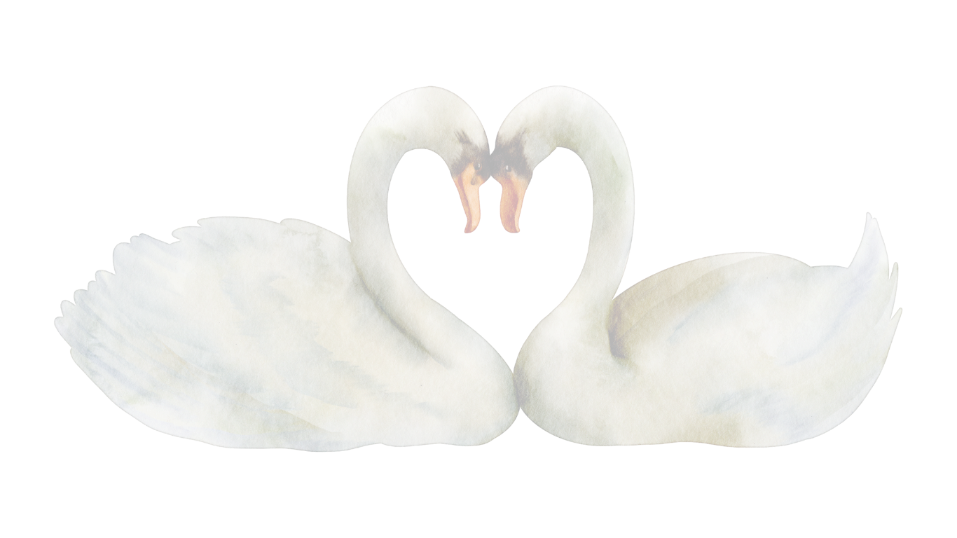 Two white swans gracefully form a heart shape with their necks while swimming in calm water.